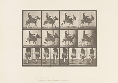 Levy 668. Ass; Ambling; Satula; Poika ratsastaa, eläintarha tekijältä Eadweard Muybridge