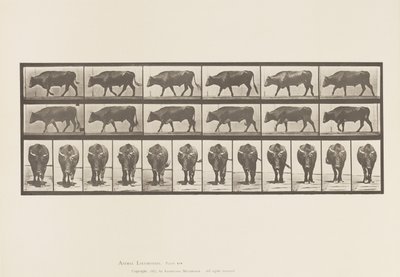 Levy 670. Härkä; Kävely tekijältä Eadweard Muybridge