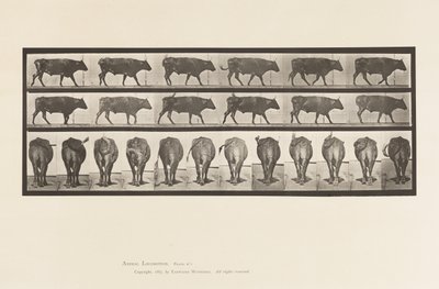 Levy 671. Härkä; Kävely tekijältä Eadweard Muybridge