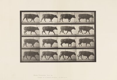 Levy 672. Härkä; Ravi tekijältä Eadweard Muybridge