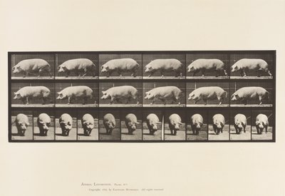 Levy 673. Emakko; Kävely tekijältä Eadweard Muybridge