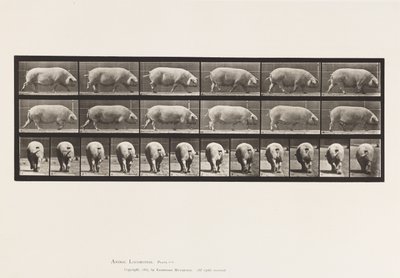 Levy 674. Emakko; Kävely tekijältä Eadweard Muybridge