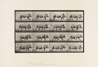 Levy 675. Emakko; Ravi tekijältä Eadweard Muybridge