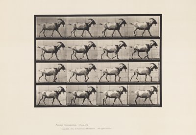 Levy 676. Vuohi; Kävely tekijältä Eadweard Muybridge