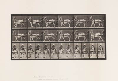 Levy 677. Vuohi; Kävely Sulkyssa tekijältä Eadweard Muybridge