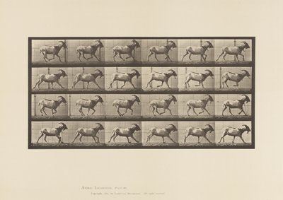 Levy 679. Vuohi; Laukkaa tekijältä Eadweard Muybridge