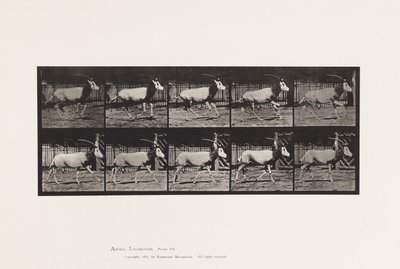 Levy 680. Orex; Laukkaa tekijältä Eadweard Muybridge