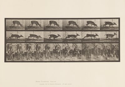 Levy 681. Virginia Deer; (Ei sarvia) Buck Walking tekijältä Eadweard Muybridge