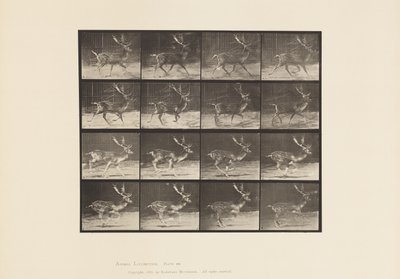 Levy 682. Kesanto; Buck; A, ravi; B, laukkaa tekijältä Eadweard Muybridge