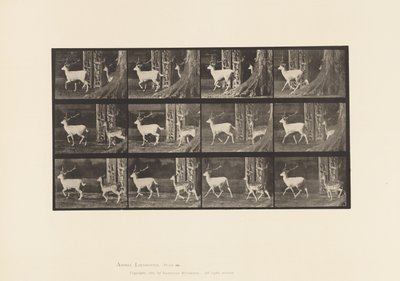 Levy 685. kuusipeura; Buck ja Doe; Ravi tekijältä Eadweard Muybridge