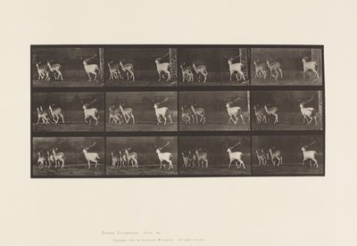 Levy 687. kuusipeura; Buck and Group of Does; Laukkaa tekijältä Eadweard Muybridge