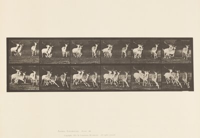 Levy 688. kuusipeura; Buck and Group of Does; Laukkaa tekijältä Eadweard Muybridge