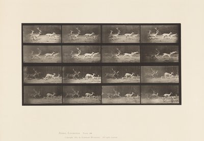 Levy 689. kuusipeura; A, B, Buck ja ryhmä tekee; Laukkaa tekijältä Eadweard Muybridge