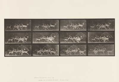 Levy 690. kuusipeura; Buck and Group of Does; Erilaisia liikkeitä tekijältä Eadweard Muybridge