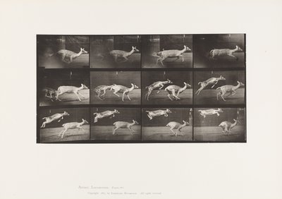 Levy 691. kuusipeura; Doe; Laukkaa; ja Kid; Hyppääminen tekijältä Eadweard Muybridge
