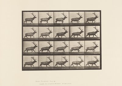 Levy 692. Hirvi, ravi tekijältä Eadweard Muybridge