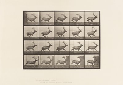 Levy 693. Hirvi, laukkaa tekijältä Eadweard Muybridge