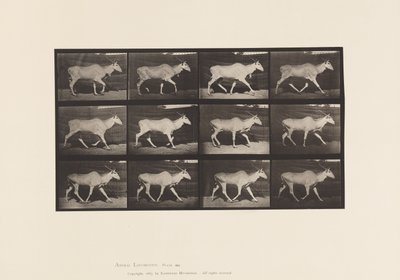 Levy 696. Eland, ravi tekijältä Eadweard Muybridge