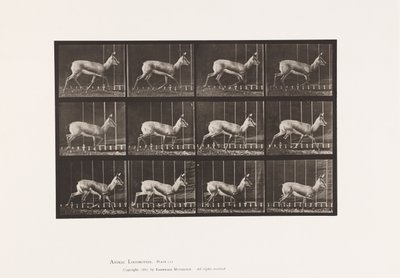 Levy 697. Antilooppi; Ravi tekijältä Eadweard Muybridge