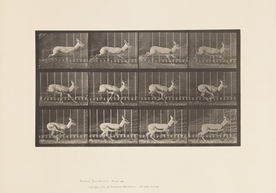 Levy 698. Antilooppi; Laukkaa tekijältä Eadweard Muybridge