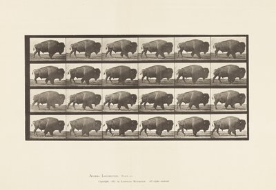 Levy 699. Buffalo; Kävely tekijältä Eadweard Muybridge