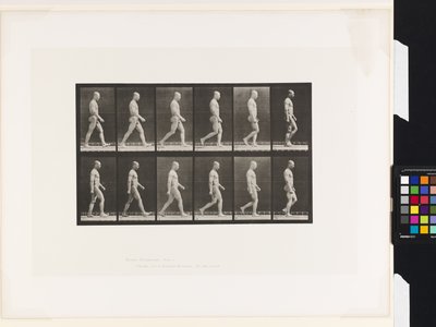 Lauta 6. Kävely tekijältä Eadweard Muybridge