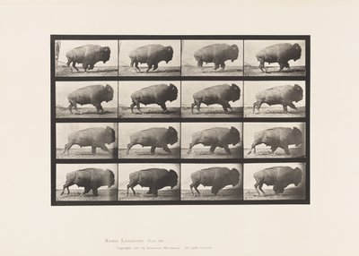 Levy 700. Buffalo; Laukkaa tekijältä Eadweard Muybridge