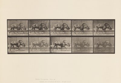 Levy 701. Gnu; Kävely tekijältä Eadweard Muybridge