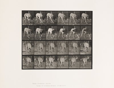 Levy 703. Koira; Kävely; Keskeytti mastiffi-Dreadin tekijältä Eadweard Muybridge