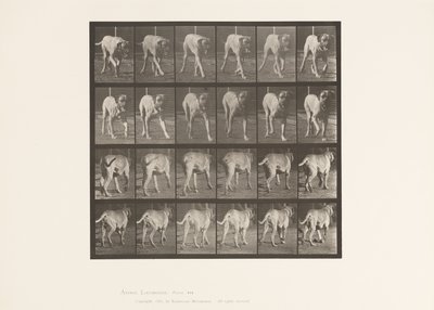 Levy 705. Koira; Ravi; Mastiffi tekijältä Eadweard Muybridge