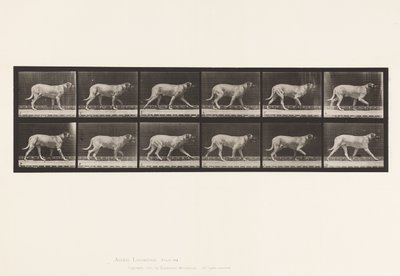 Levy 706. Koira; Ravi; Mastiffi tekijältä Eadweard Muybridge