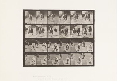 Levy 711. Koirat; Kaksi Racing; A, B; Kilpakoirat, Ike & Maggie tekijältä Eadweard Muybridge