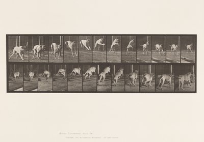 Levy 712. Koira; Esteen hyppy; Mastiffi, kauhu tekijältä Eadweard Muybridge