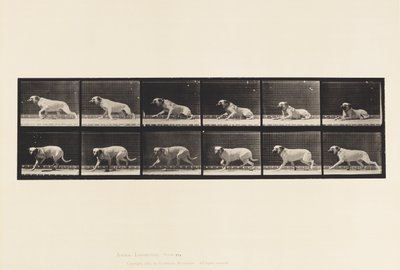 Levy 714. Koira; Torpedon herättämä; Mastiffi-Smith tekijältä Eadweard Muybridge