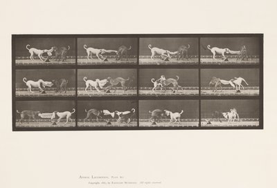 Levy 715. Koirat; Kolme, pyyhkeen vetäminen, Ike, Maggie jne. tekijältä Eadweard Muybridge