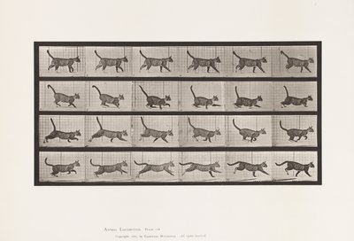 Levy 716. Kissa; Kävely, vaihda laukkaa tekijältä Eadweard Muybridge