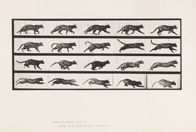 Levy 717. Kissa; Ravi; Vaihda laukkaa tekijältä Eadweard Muybridge