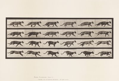 Levy 718. Kissa; Ravi; Vaihda laukkaa tekijältä Eadweard Muybridge