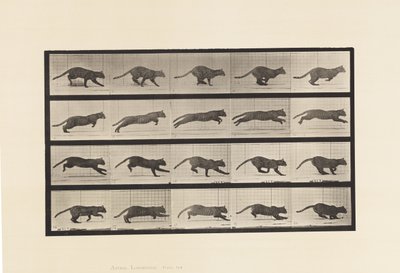 Levy 719. Kissa; Laukkaa tekijältä Eadweard Muybridge