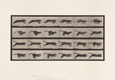 Levy 720. Kissa; Laukkaa tekijältä Eadweard Muybridge