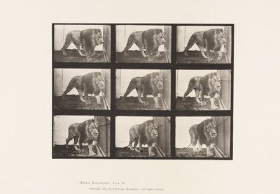 Levy 721. Leijona; Kävely tekijältä Eadweard Muybridge