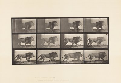 Levy 722. Leijona; Kävely tekijältä Eadweard Muybridge