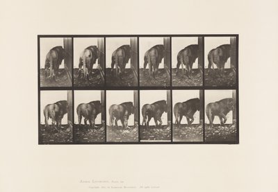 Levy 724. Leijona; Kävely, kääntyminen tekijältä Eadweard Muybridge