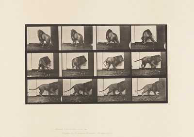 Levy 725. Leijona; Kävely, kääntyminen tekijältä Eadweard Muybridge