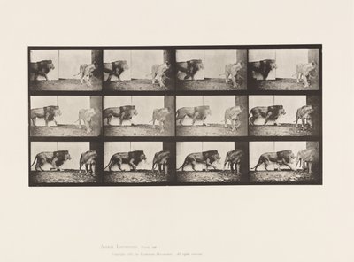 Levy 726. Leijona ja leijona; Kävely tekijältä Eadweard Muybridge
