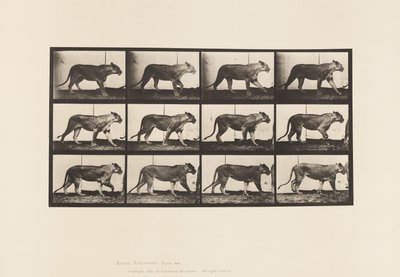 Levy 728. Leijona; Kävely; Leijona; Maata tekijältä Eadweard Muybridge