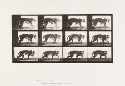Levy 729. Tiikeri; Kävely tekijältä Eadweard Muybridge