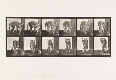 Levy 730. Tiikeri; Kävely; Kääntyä ympäri tekijältä Eadweard Muybridge