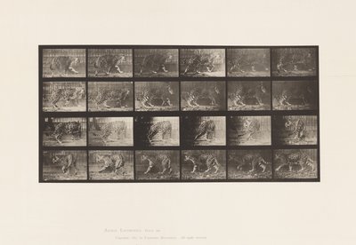 Levy 731. Jaquar; A, kävely; B, Kääntyminen tekijältä Eadweard Muybridge