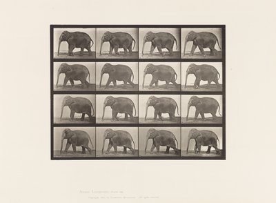 Levy 732. Elefantti; Kävely tekijältä Eadweard Muybridge